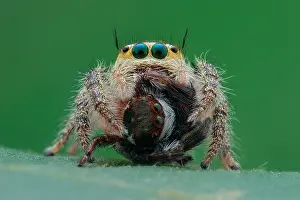 Hyllus: Female jumping spider (Hyllus semicupreus) prey