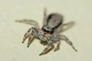 250521: Female Jumping Spider - Klungkung, Bali, Indonesia