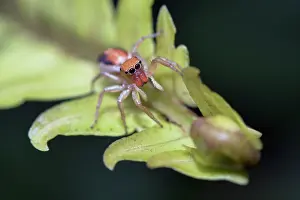Gianyar: Female Jumping Spider on leaf - Saba, Gianyar, Bali