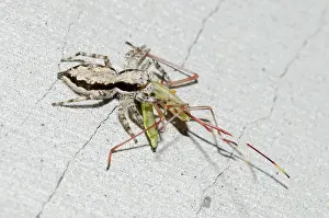 Gianyar: Female Jumping Spider predating - Grain Sucking Bug (Leptoco