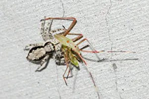 Gianyar: Female Jumping Spider predating - Grain Sucking Bug (Leptoco