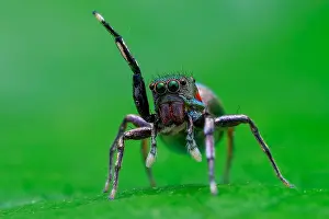 Labidognatha: Female jumping spider (Siler semiglaucus)