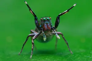 Labidognatha: Female jumping spider (Siler semiglaucus)
