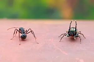 Vespoidea: A female jumping spider (Siler semiglaucus) catching
