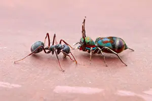 Aculeata: A female jumping spider (Siler semiglaucus) catching