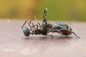 Aculeata: A female jumping spider (Siler semiglaucus) catching