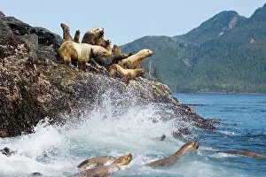 Charlotte: Female and juvenile steller sea lions on