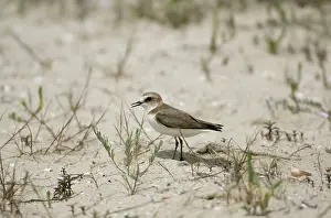 Alexandrinus: Female Kentish / Snowy PLOVER