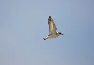 Alexandrinus: Female Kentish / Snowy PLOVER