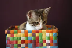 Unsharp: Female Kitten sat in a multicolored basket