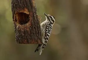 Backed: Female Ladder-backed woodpecker - at feeder