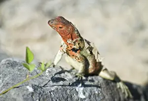 Espanola: Female lava lizard