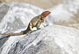 Espanola: Female lava lizard