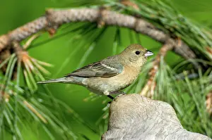 Passerina: Female Lazuli Bunting (Passerina amoena)