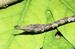 Dimorphism: Female Leafnose Snake