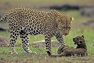 Martin Grosnick: Female Leopard and 2 month old cub
