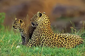 Martin Grosnick: Female Leopard and 2 month old cub