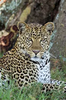 Martin Grosnick: Female Leopard