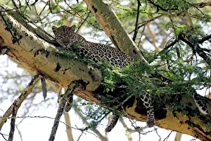 Martin Grosnick: Female Leopard in Acacia tree