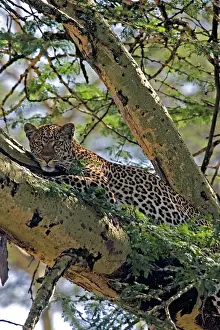 Martin Grosnick: Female Leopard in Acacia Tree