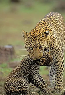 Martin Grosnick: Female Leopard carrying 2 month old cub