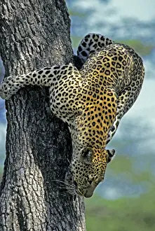 Martin Grosnick: Female Leopard climbing down fig tree