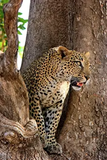 Sausage: Female Leopard in crotch of Sausage tree