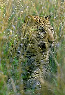 Martin Grosnick: Female Leopard in grass