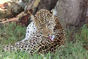 Martin Grosnick: Female Leopard grooming