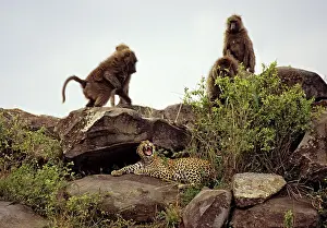 Martin Grosnick: Female leopard being harrassed by Olive Baboons