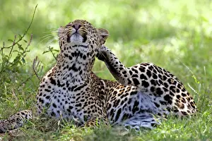 Martin Grosnick: Female Leopard - Lying in grass scratching an itch