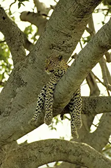 Martin Grosnick: Female Leopard - Lying in tree