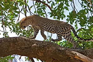 Martin Grosnick: Female Leopard walking on tree branch