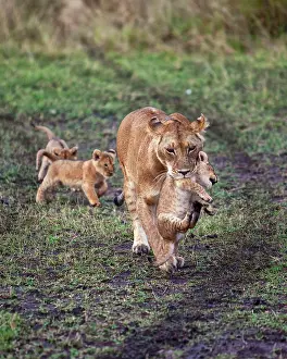 Restuccia: Female Lion with cubs (Panthera Leo) as