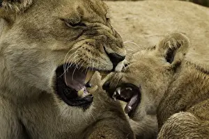 Grimace: A female Lion (Panthera leo) disciplines her young