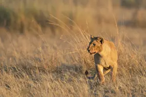 Triangle: Lion