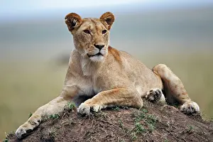 Termite: Female lion resting on termite mound, Maasai
