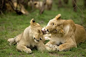 Pride: Female Lions, Panthera leo, grooming each