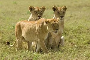 Pride: Female Lions, Panthera leo, hunting and
