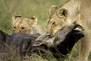 Choke: Female Lions, Panthera leo, making a wildebeest