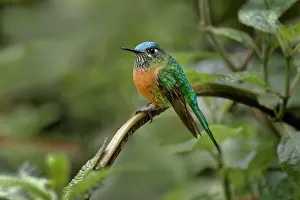 Aglaiocercus: Female Long-tailed sylph, Ecuador