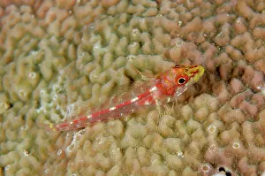 Triplefin: Female Longjaw Triplefin - Loleo dive site, Weda