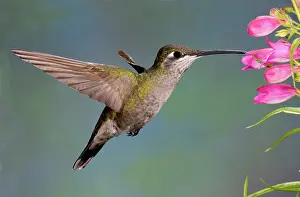 Pollinating: Female Magnificent Hummingbird at flower