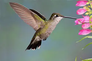 Pollinating: Female Magnificent Hummingbird at flower