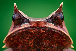 Malayan: A female Malayan horned frog (Megophrys nasuta)