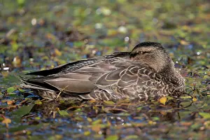 Colin Marshall: Female Mallard