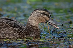 Colin Marshall: Female Mallard