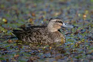 Colin Marshall: Female Mallard