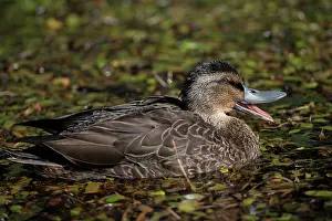Colin Marshall: Female Mallard