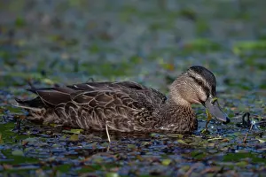 Colin Marshall: Female Mallard